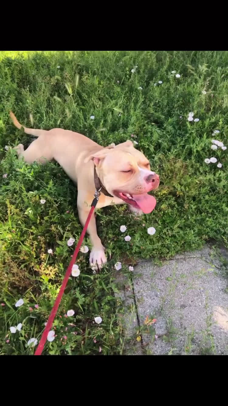 Pitbull cani in regalo: PITBULL RED NOSE - REGALO - Video 1