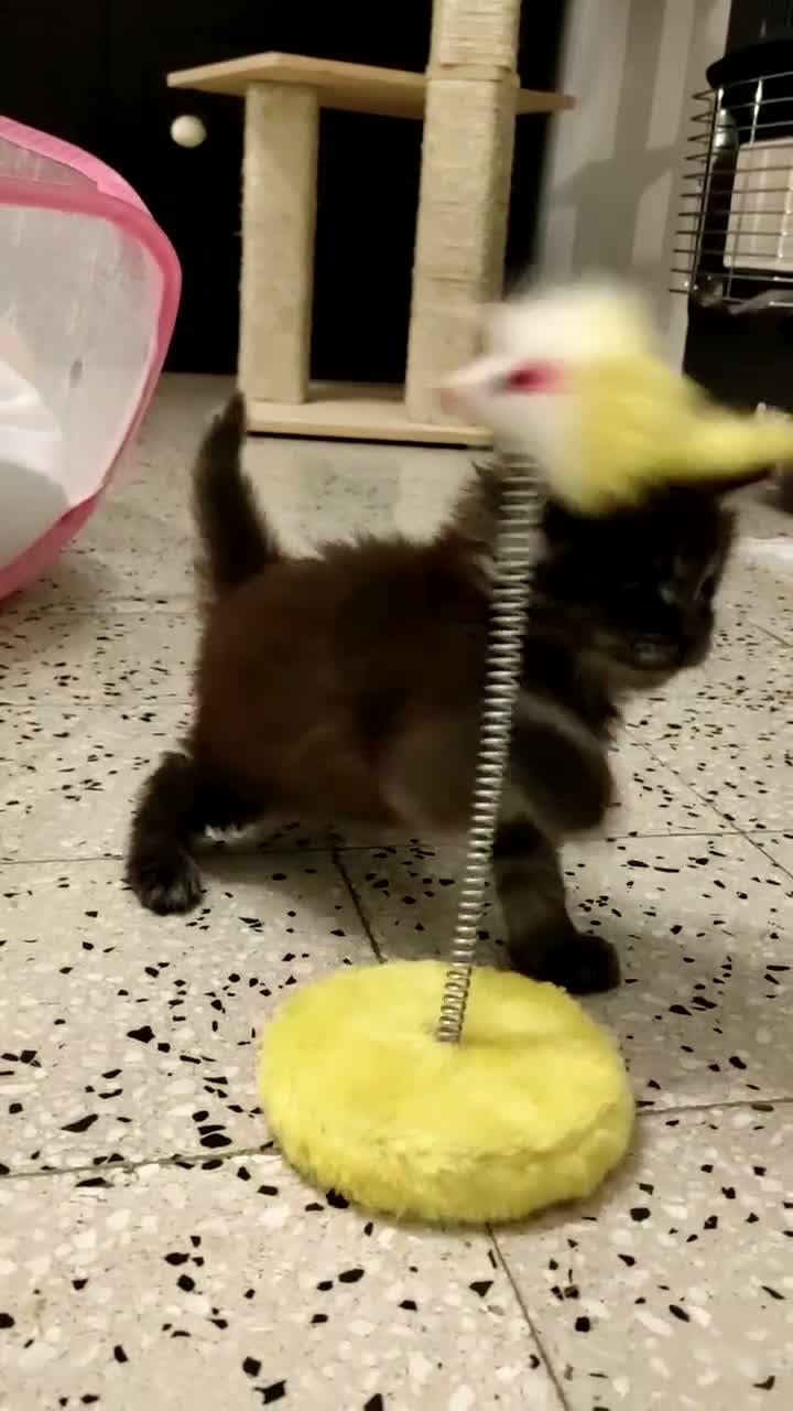 Maine Coon gatti in vendita: MAINE COON CON PEDIGREE:PERCORSO DI ADOZIONE ETICO - Video 2