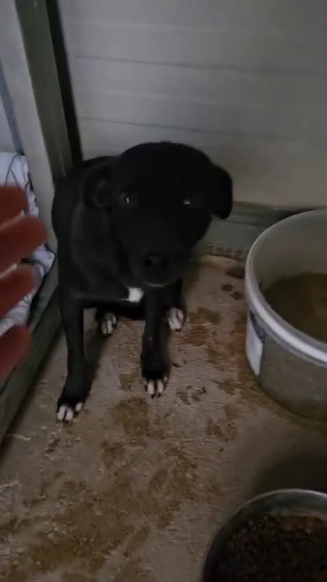 Meticcio cani in regalo: Fiamma: taglia piccola, 1 anno, socievole  - Video 1