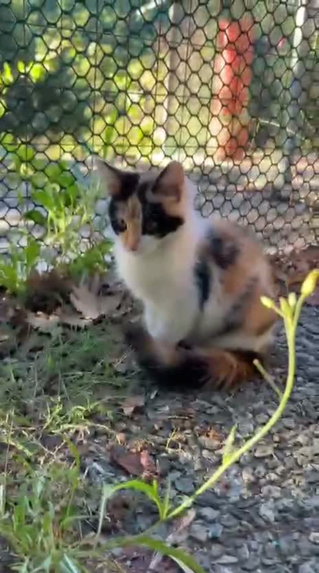 Europeo gatti in regalo: ROSSELLA GATTINO PELO LUNGO - Video 1