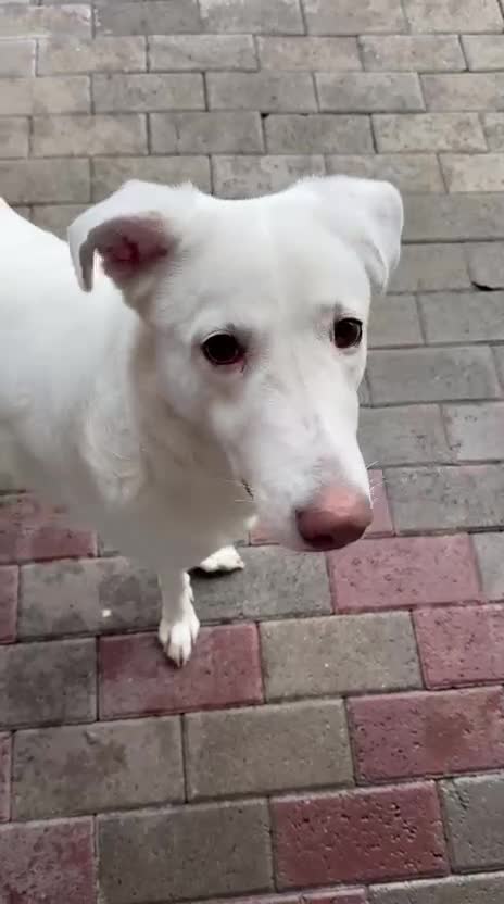 Meticcio cani in regalo: GENNA CERCA UNA FAMIGLIA - Video 1