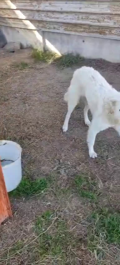 Meticcio cani in regalo: Claudia: 2 anni, taglia media, socievole  - Video 3