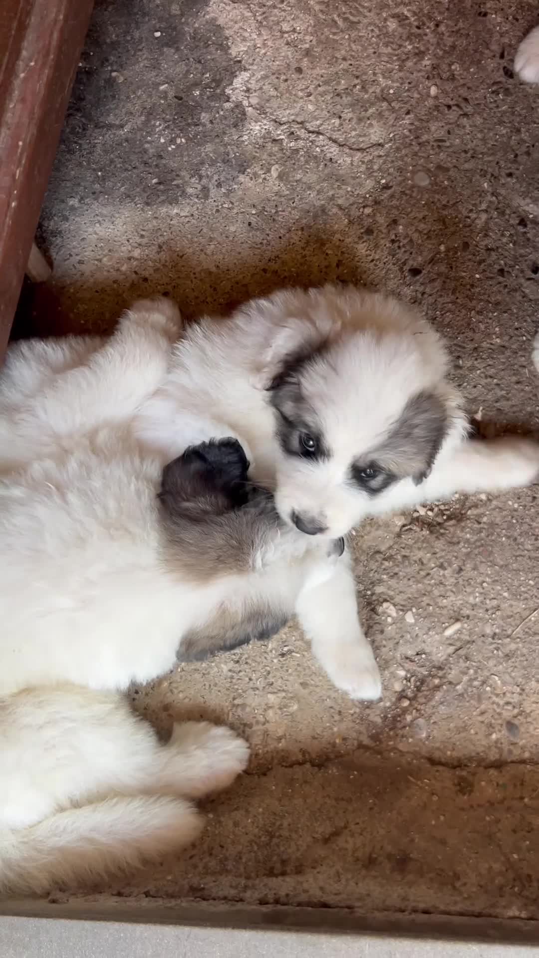 Cane da Montagna dei Pirenei cani in vendita: Sette cuccioli di Cane da Montagna dei Pirenei - Video 1