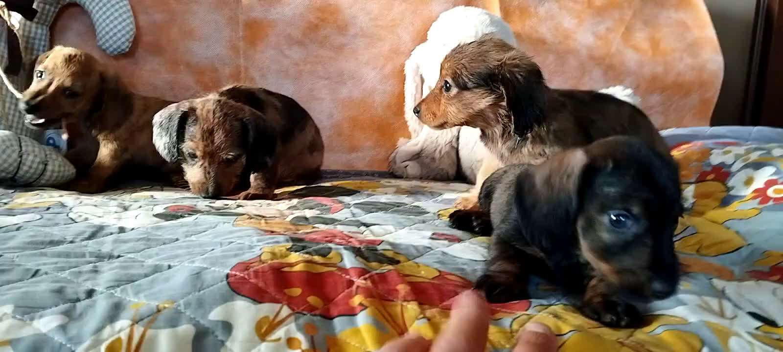 Bassotto cani in vendita: Bassotti  - Video 1