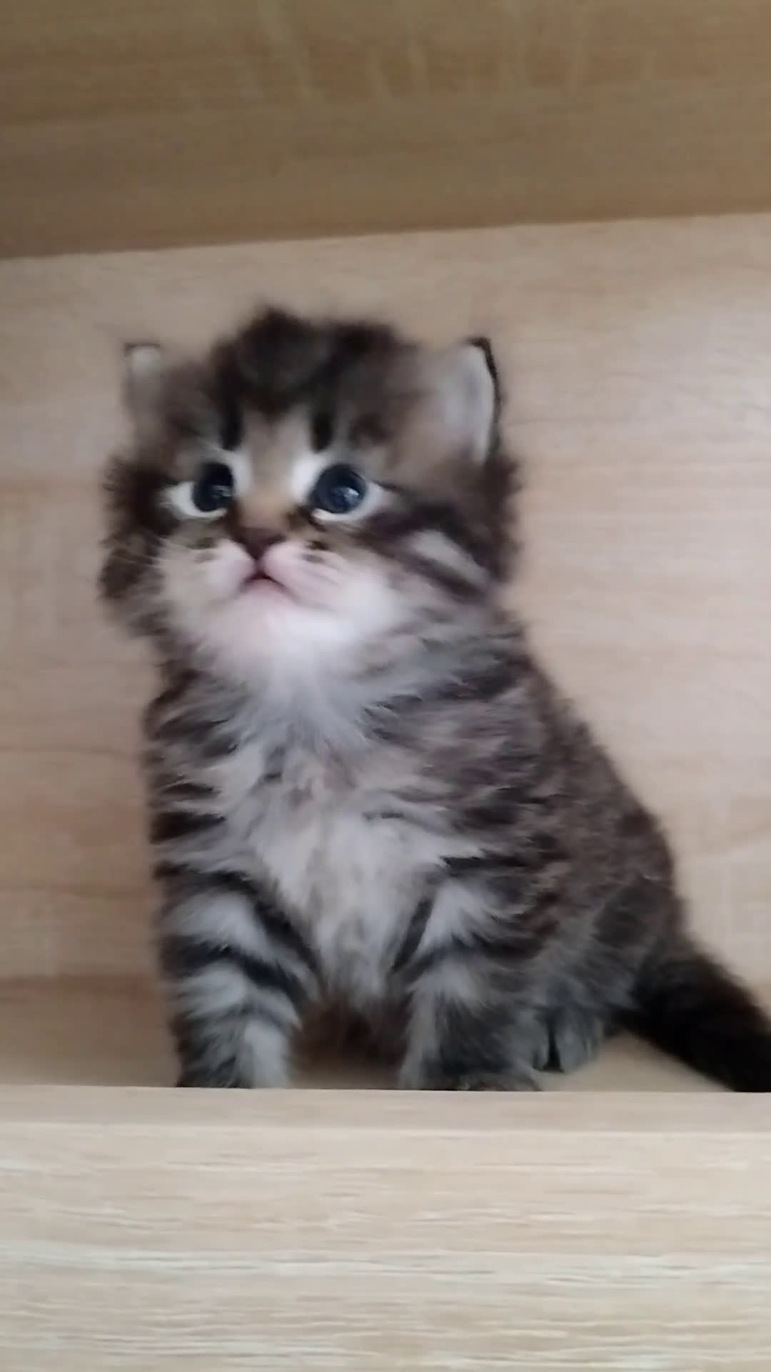Siberiano gatti in vendita: SIBERIANI GATTINI IPOALLERGENICI  a Provincia di Brescia - Video 1