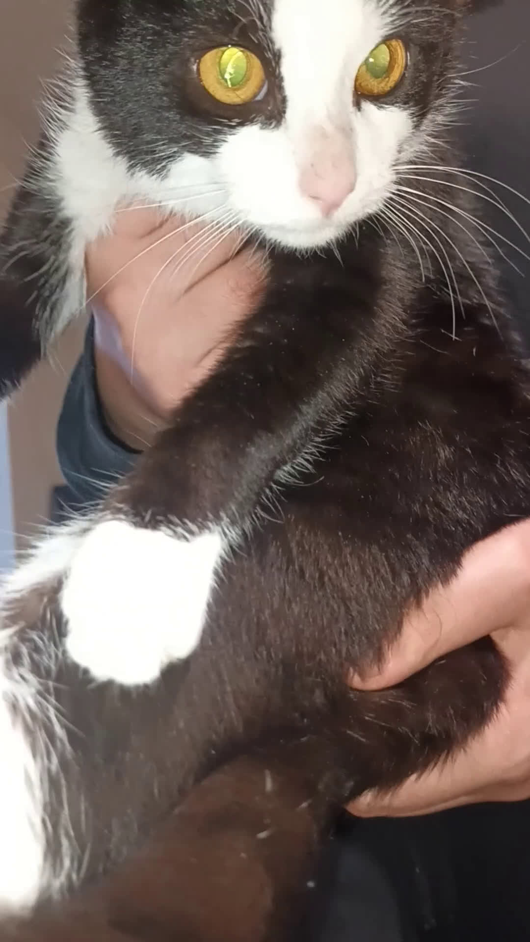 Meticcio gatti in regalo: 2gattine femmine,gattino maschio/2 cuccioli maschi - Video 1