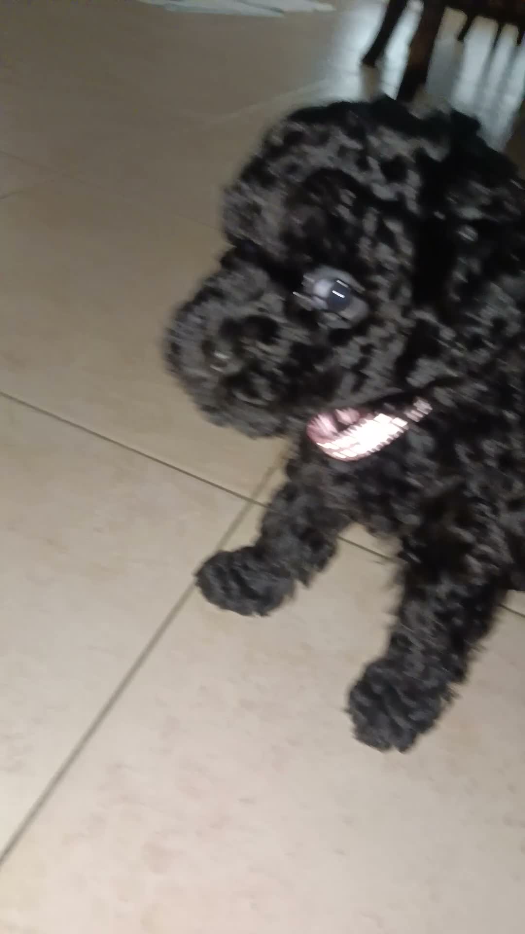 Barboncino Toy cani in vendita: Barboncino nero  - Video 1