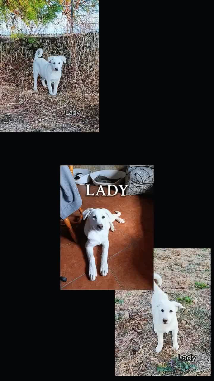 Meticcio cani in regalo: Cucciola 3 mesi e mezzo  a Provincia di Taranto - Video 1