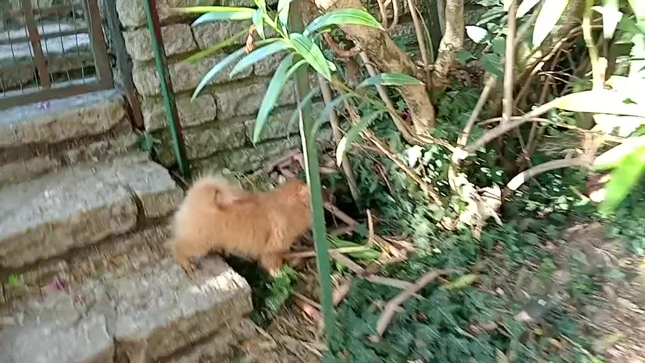 Spitz cani in vendita: Spitz tedesco piccolo volpino  - Video 1