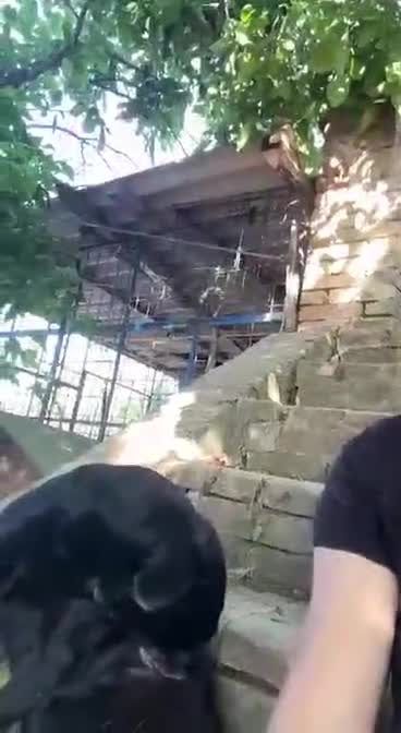 Meticcio cani in regalo: 3 anni, 9/10 chili, la dolcezza fatta a cane  - Video 1