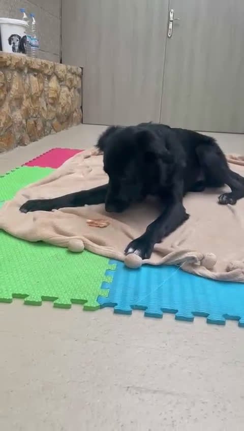 Meticcio cani in regalo: Blackie, Simil Flat Coat Retriever - Video 1