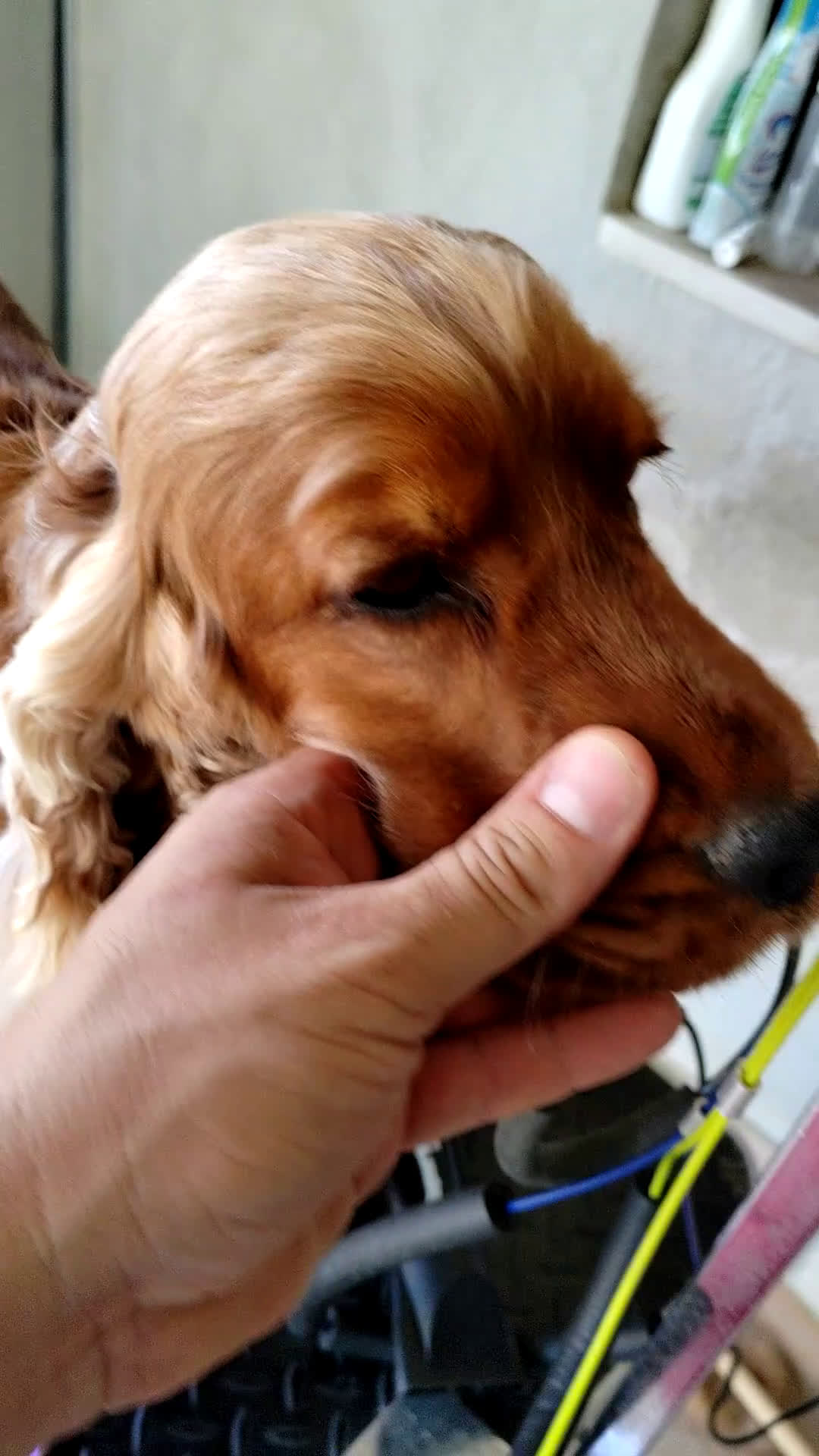 Cocker cani in regalo: Affido Gratuito – Cagnolina Fulva, Femmina - Video 1