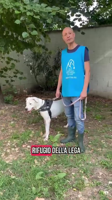 Affenpinscher cani in regalo: LOLA DOGO ARGENTINO - Video 3