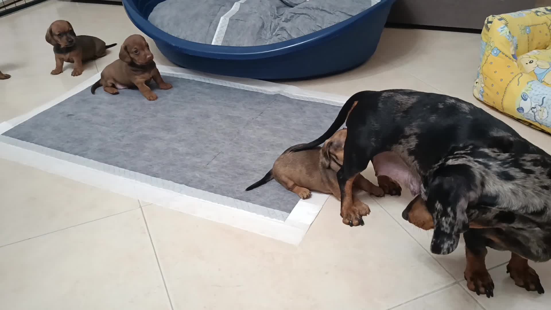 Bassotto cani in vendita: Cuccioli di bassotto nano  a Provincia di Salerno - Video 1