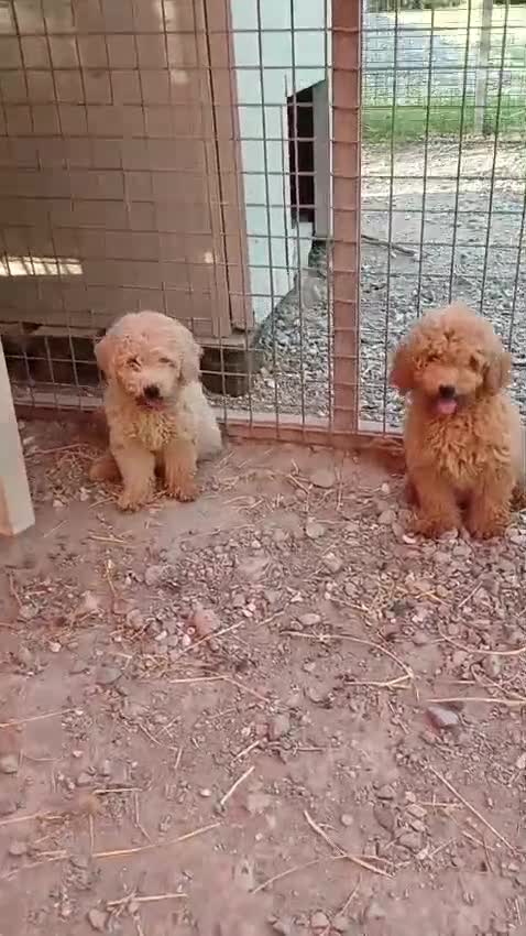 Barboncino Toy cani in vendita: BARBONCINI TOY MASCHIETTI PRONTI ALBICOCCA e RED - Video 1