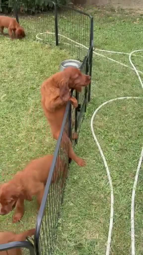 Setter Irlandese cani in vendita: Cucciolata Elsa e Liam a Provincia di Alessandria - Video 1