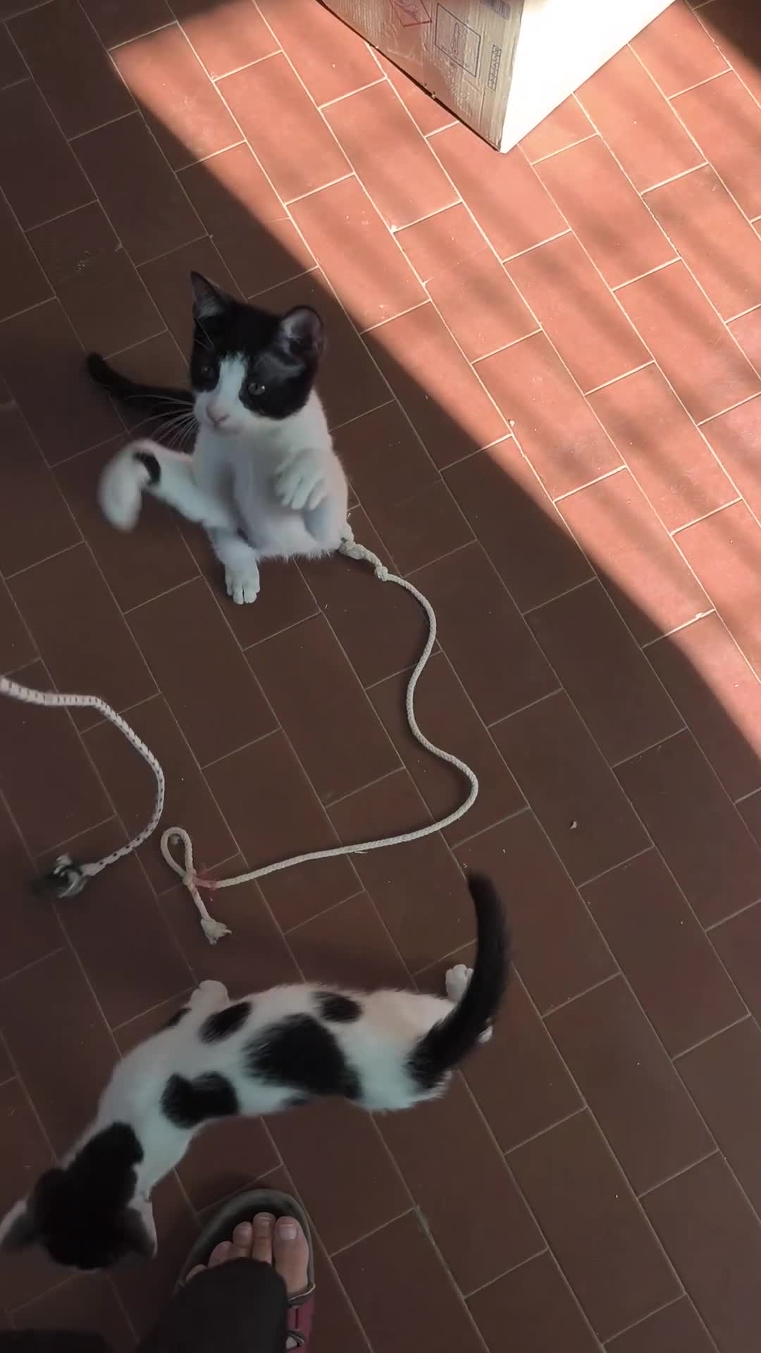 Meticcio gatti in regalo: Zac e Iris  - Video 1