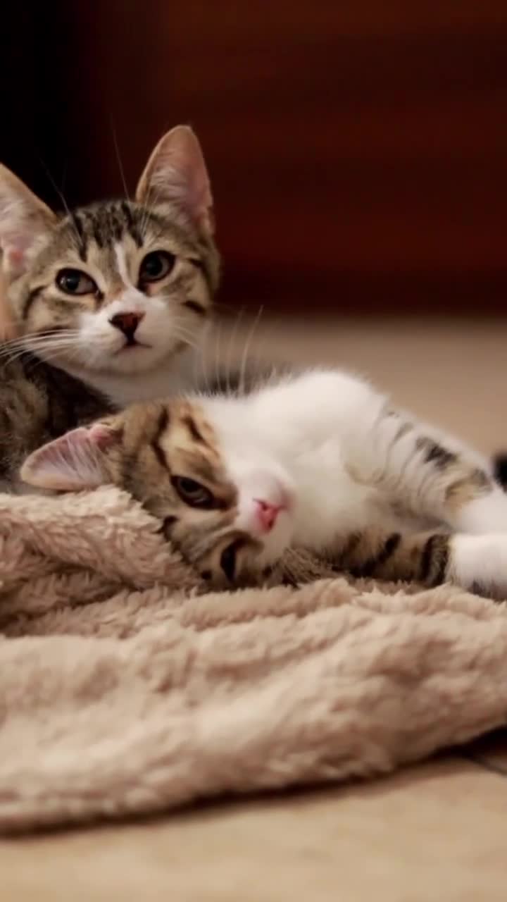 Altre razze gatti in regalo: Gattini (2 ♀ 1 ♂) - Video 3