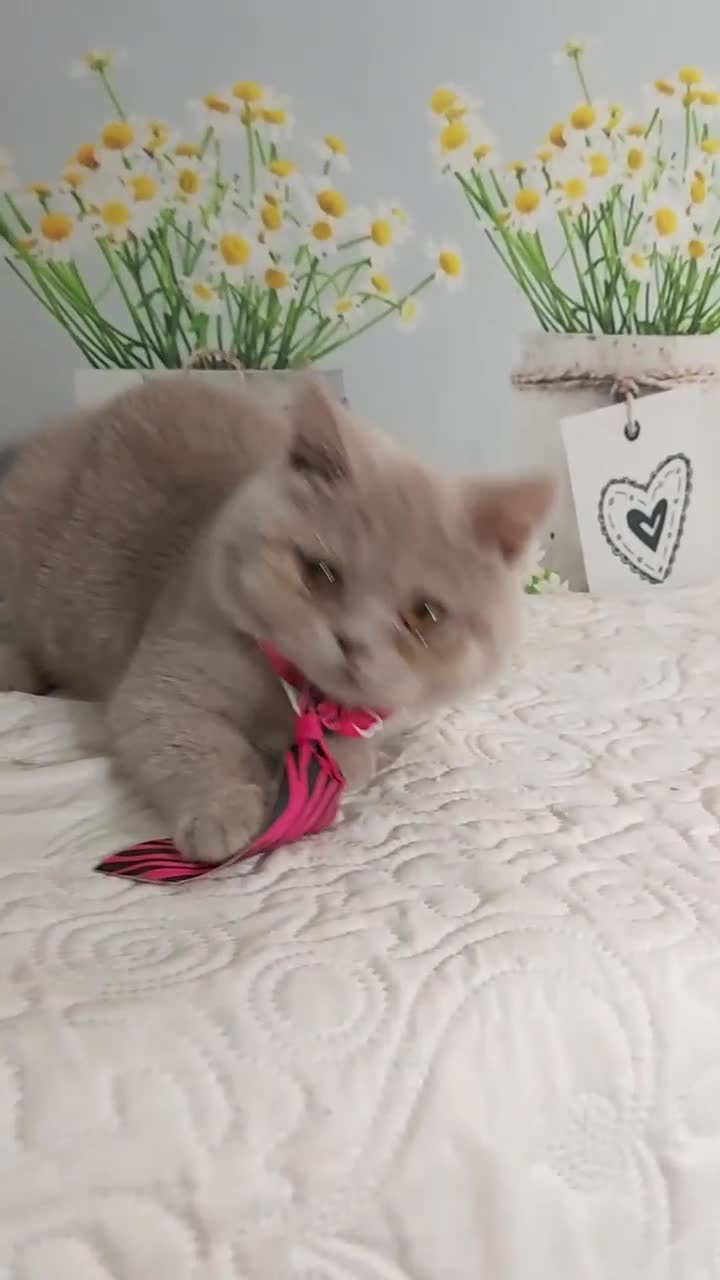 British gatti in vendita: British Shorthair Kuma  - Video 1