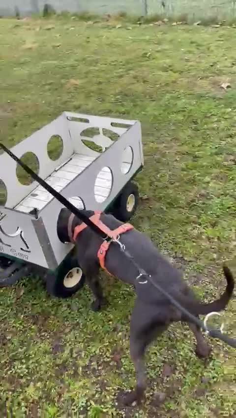 Meticcio cani in regalo: MAX GIOVANE E ATLETICO - Video 2