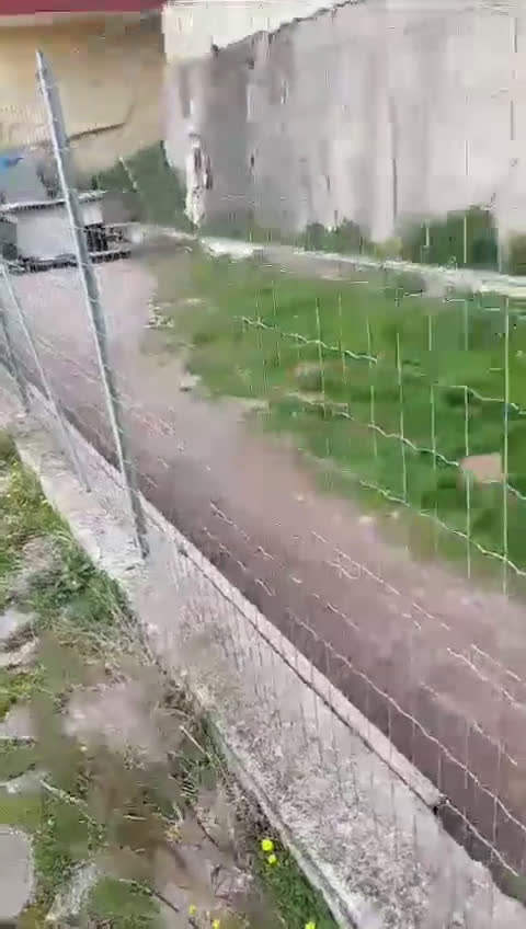 Husky cani in regalo: LARA  a Provincia di Avellino - Video 2