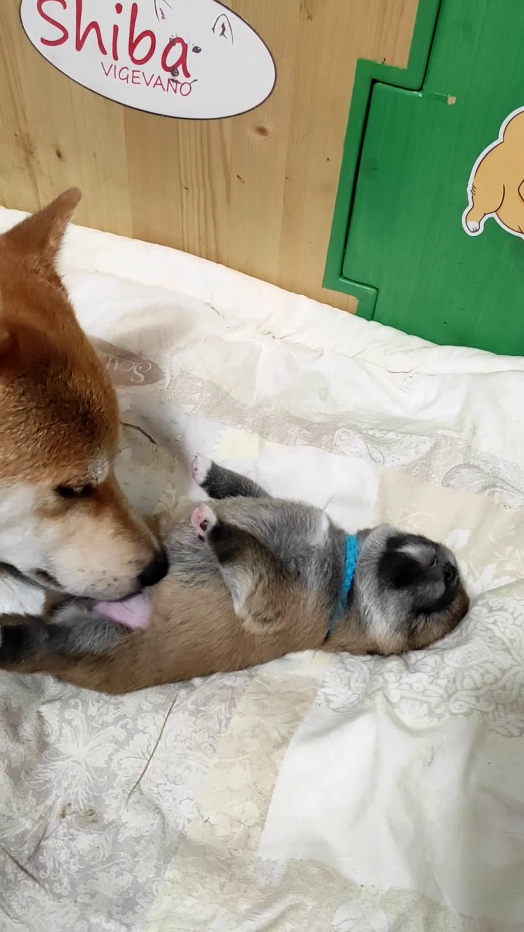 Shiba Inu cani in vendita: Cuccioli di Shiba Inu con genitori testati - Video 2