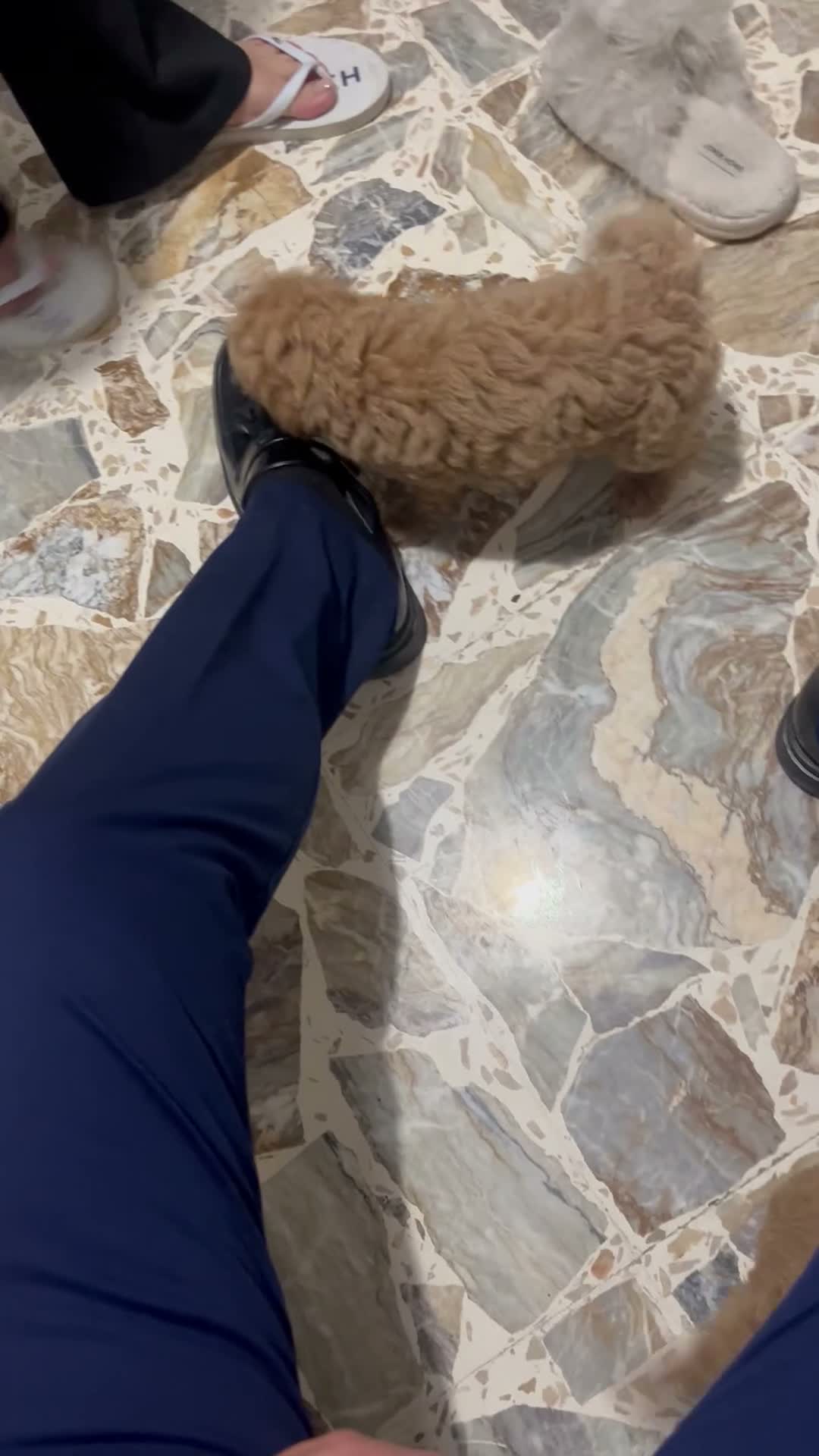 Barboncino cani in vendita: Barboncini adorabili cercano amore - Video 1
