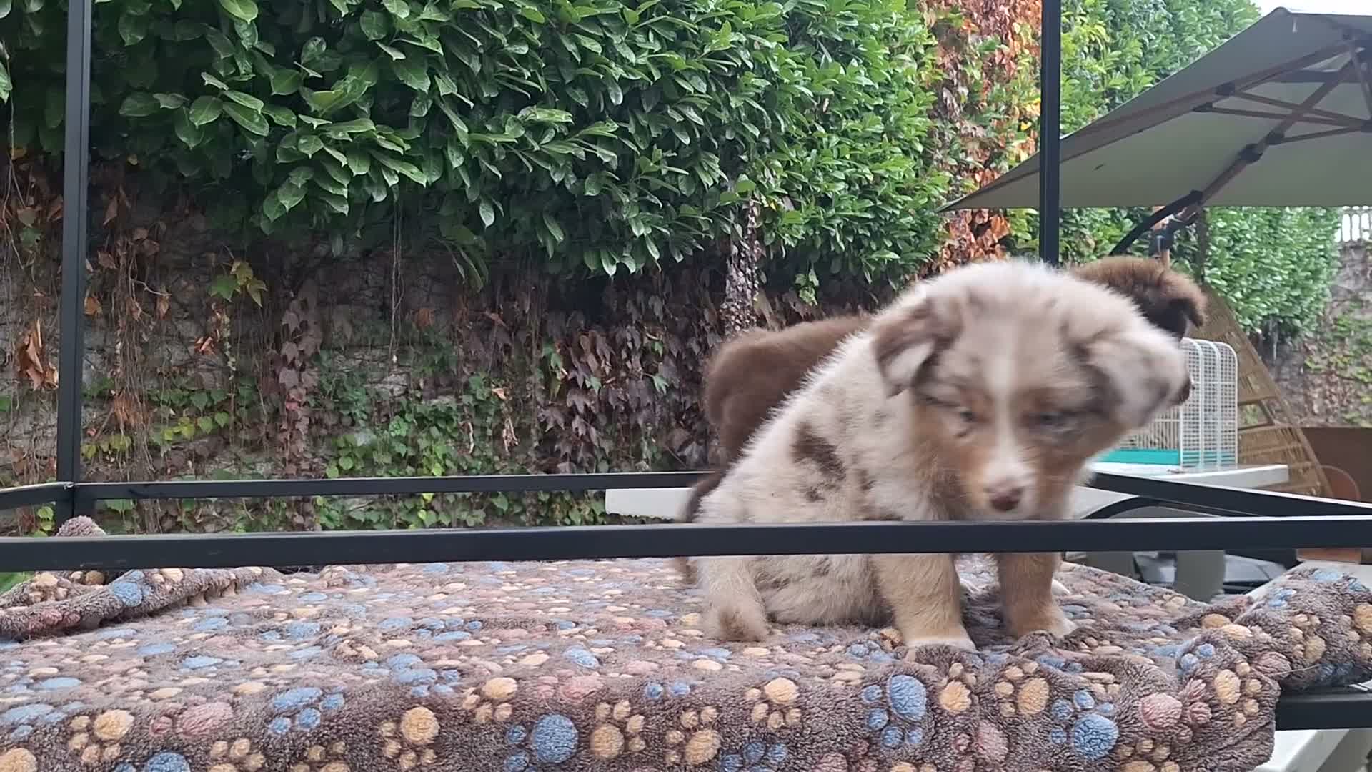 Australian Shepherd cani in vendita: cuccioli pastore australiano  - Video 2