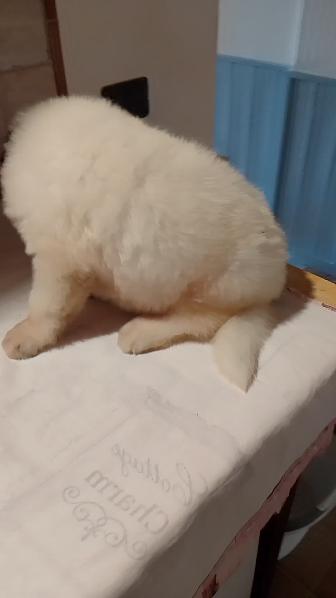 Altre razze cani in vendita: Romanian Mioritic shepherd dog  - Video 2