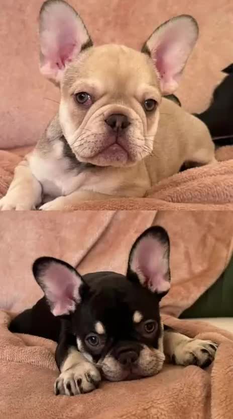 Bulldog Francese cani in vendita: I cucciolini di bulldog francese esotici - Video 1
