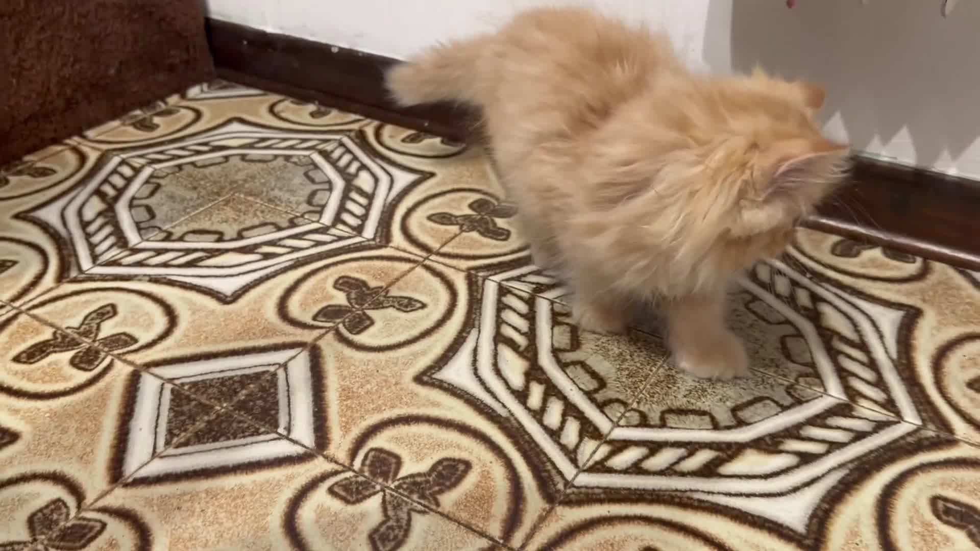 Persiano gatti in vendita: Bellissimi gattini Persiani disponibili  a Città Metropolitana di Venezia - Video 2