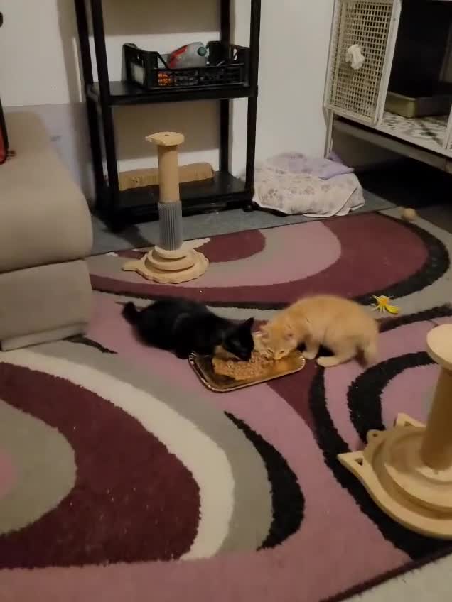Meticcio gatti in regalo: Rollo e Floky cuccioli pelo semilungo - Video 1