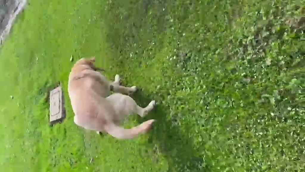 Labrador cani in regalo: A Bologna, Labrador, 7 anni   - Video 1