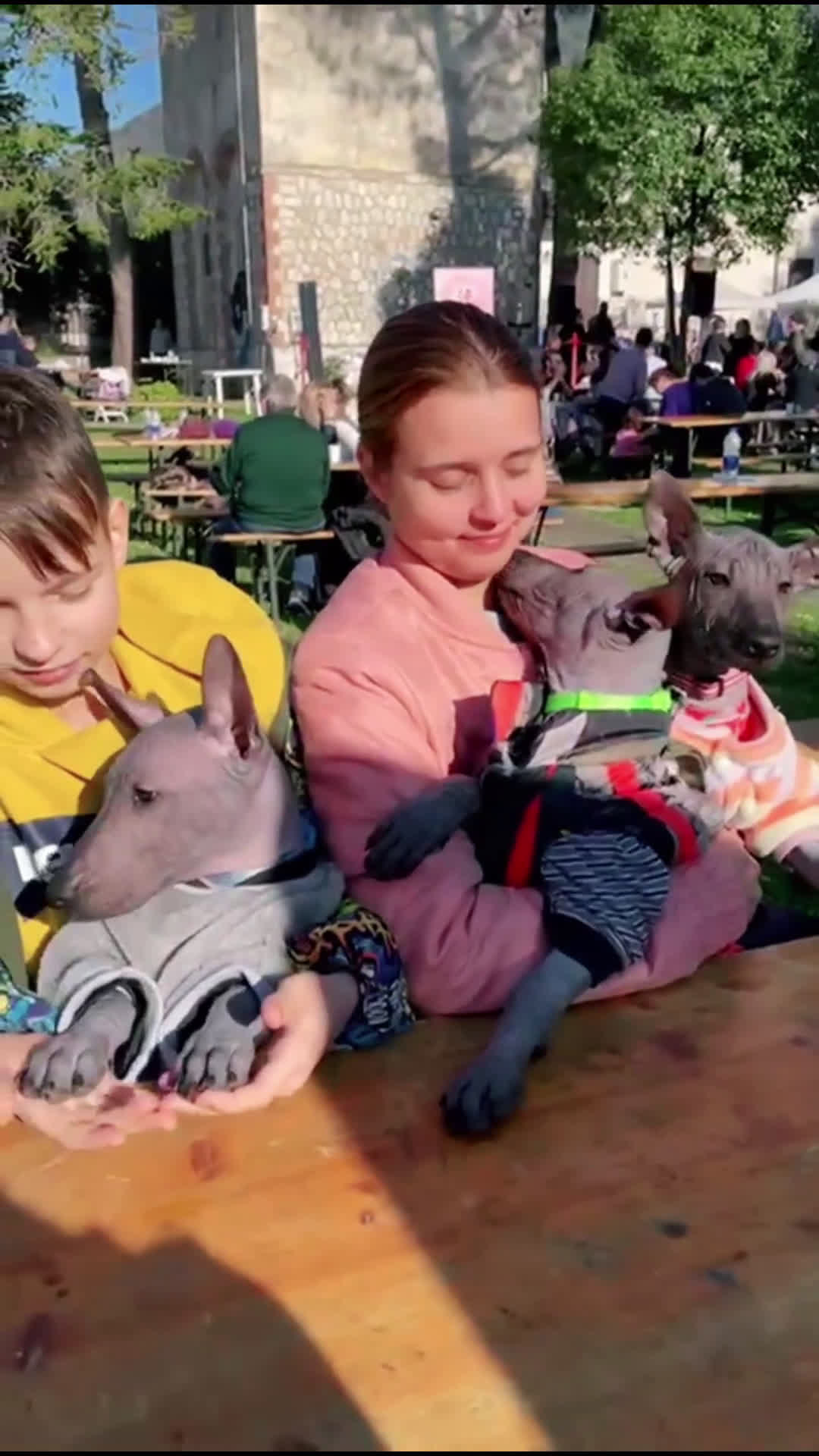 Xoloitzcuintle cani in vendita: Cuccioli di Xoloitzcuintli (Cane Nudo Messicano) - Video 1