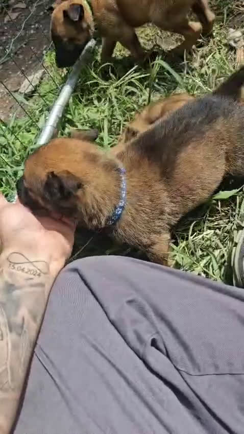 Pastore Belga cani in vendita: Pastore Belga Malinois a Venedig - Video 2