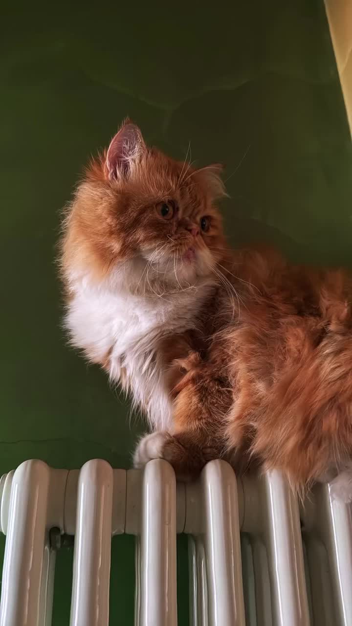 Persiano gatti per accoppiamento: Una compagna per il mio gatto persiano - Video 1