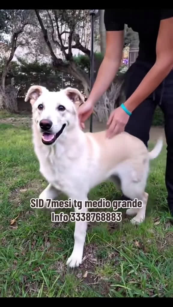 Altre razze cani in regalo: SID cucciolone di 7 mesi cerca casa ❤️ - Video 1