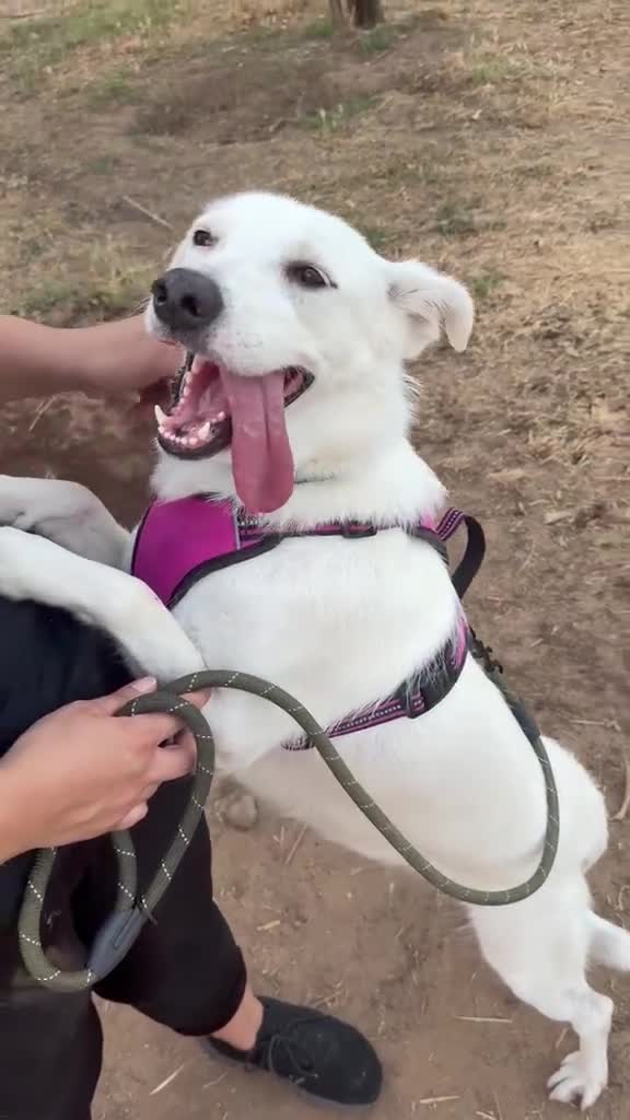 Meticcio cani in regalo: WILMA 🩷 non ha mai avuto una vera casa 🥺 a Provincia di Asti - Video 1