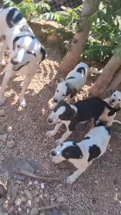 Meticcio cani in regalo: Cuccioli cercano casa - Video 1