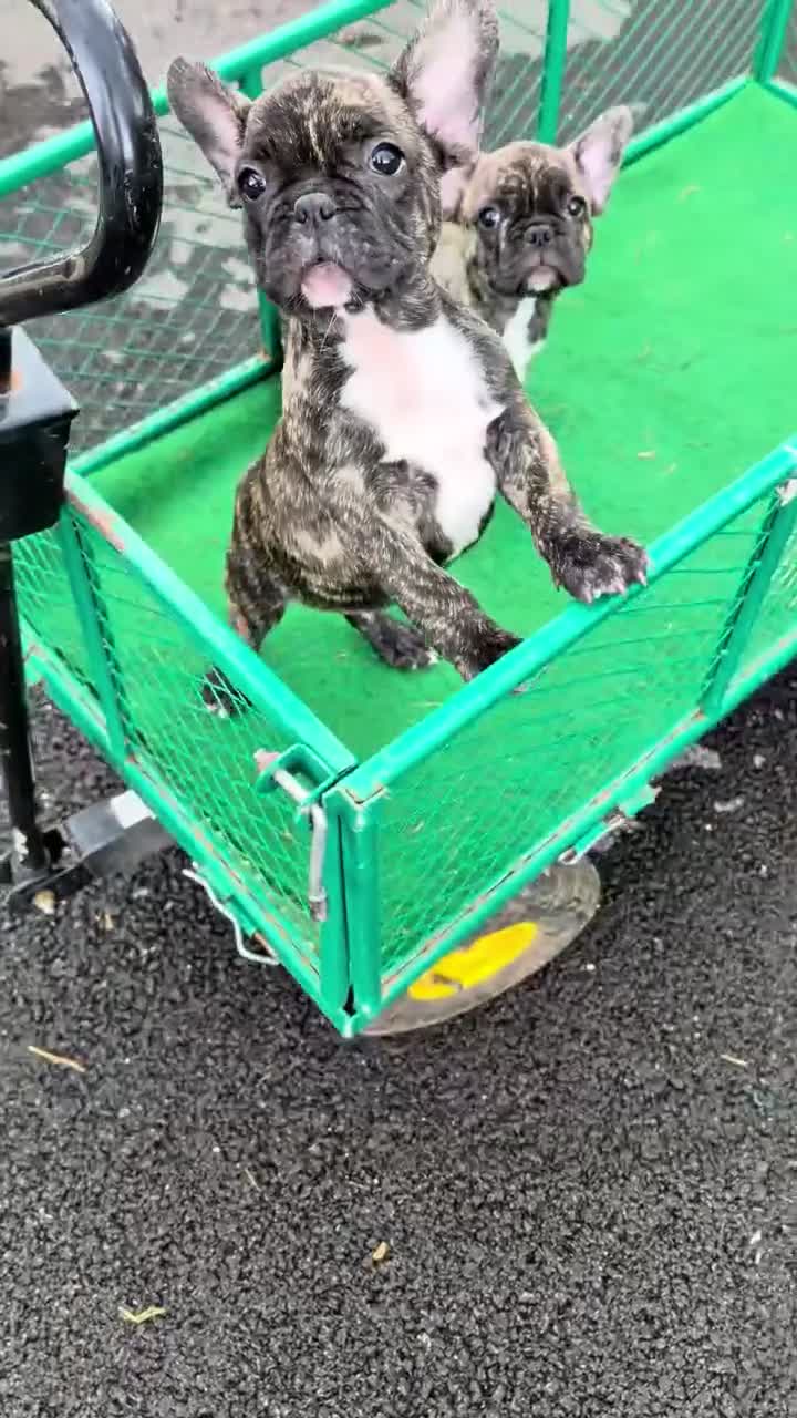 Bulldog Francese cani in vendita: Cuccioli bulldog francese - Video 1