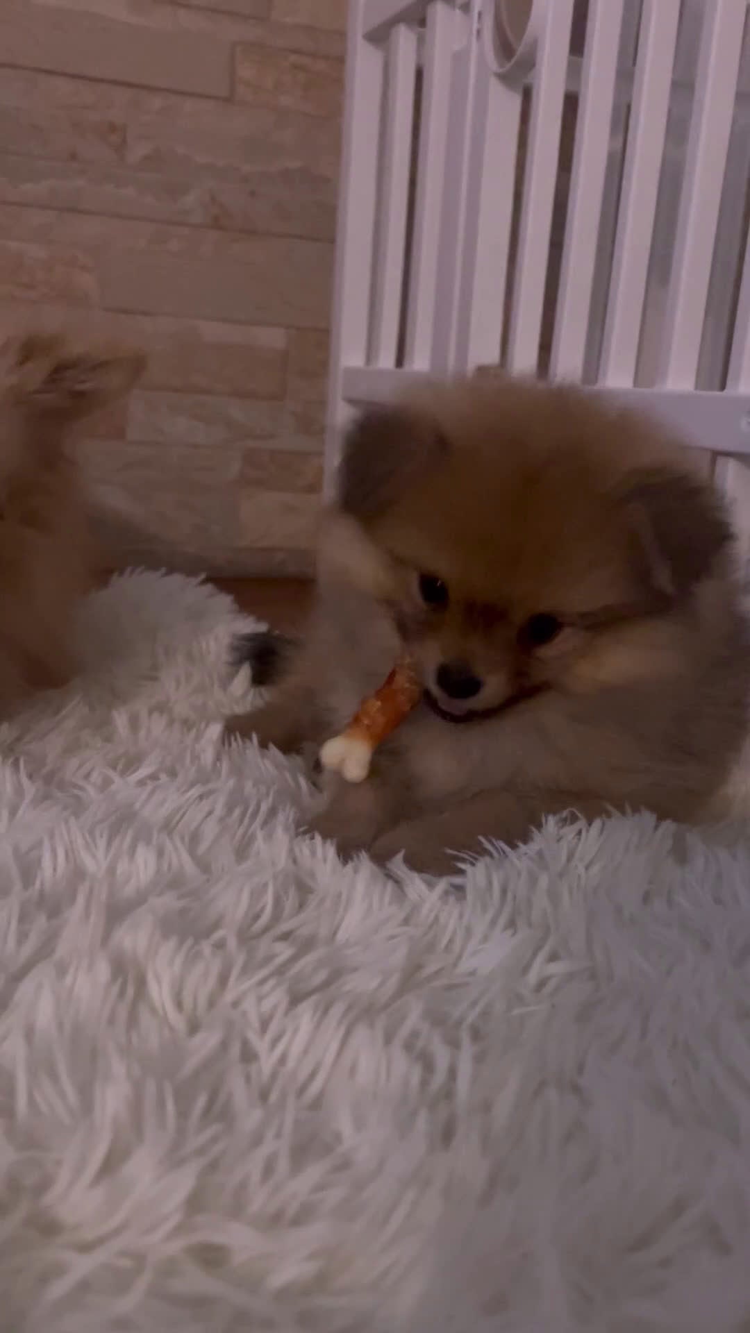 Spitz cani in vendita: SPITZ NANO DI POMERANIA MASCHIETTI  - Video 1