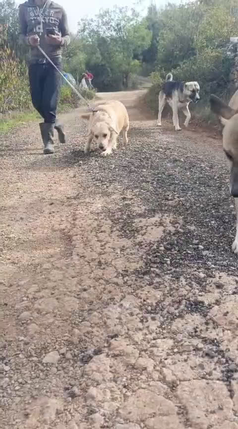 Golden Retriever cani in regalo: Cindrella, una splendida Golden Retriever - Video 2