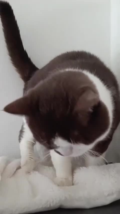 British gatti in vendita: British shorthair da riproduzione - Video 1