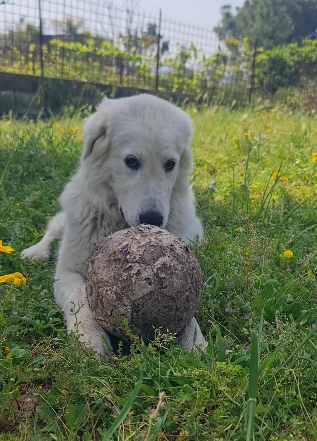 Pastore Abbruzzese Maremmano cani in regalo: Bella cucciolona giocosa - Video 1