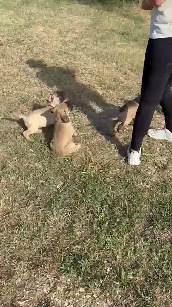 Bullmastiff cani in vendita: Bullmastiff cuccioli a Provincia di Pescara - Video 1