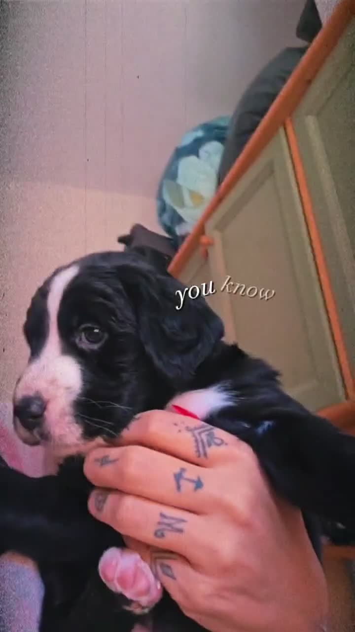 Meticcio cani in regalo: Regalasi cucciole - Video 1