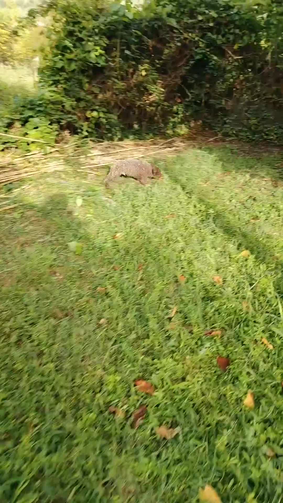Lagotto cani in vendita: Lagotto Romagnolo - Video 1