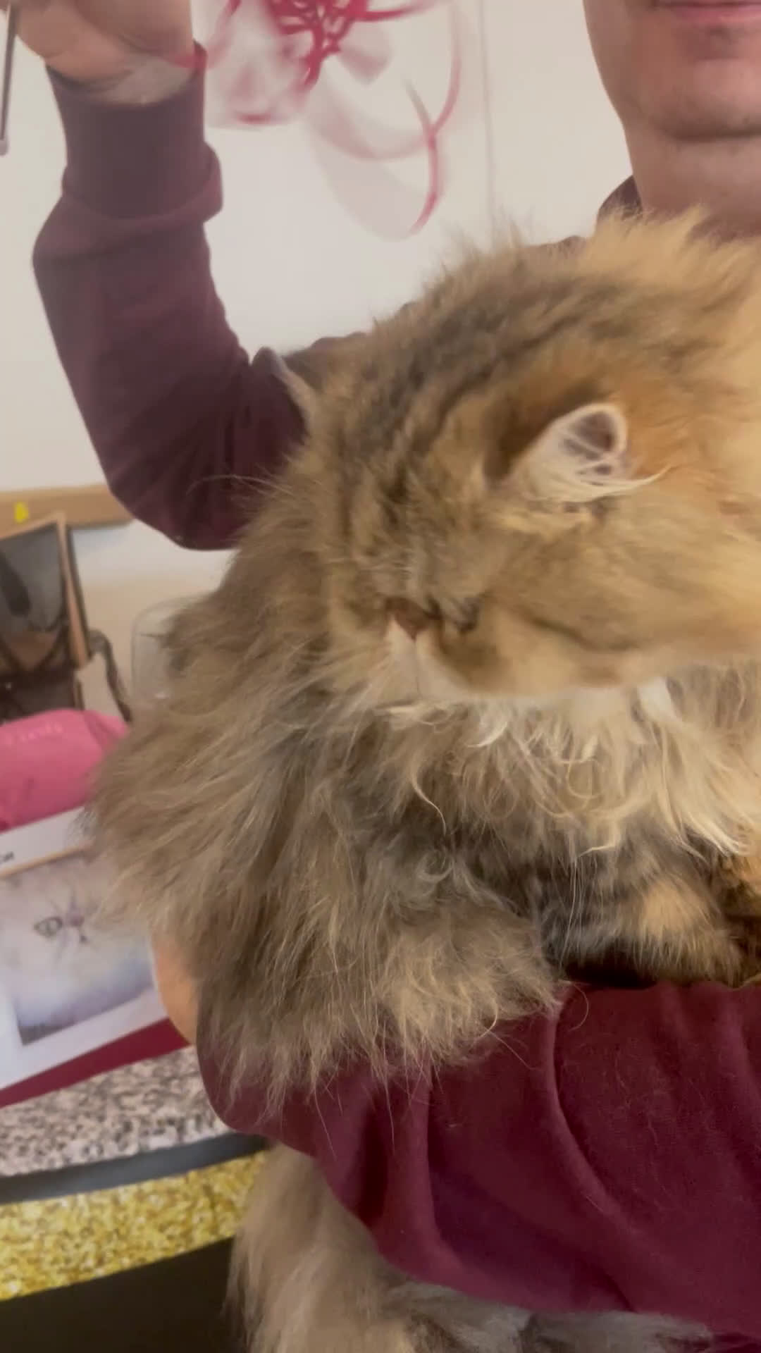 Persiano gatti in vendita: gatto persiano golden shaded con pedigree - Video 1