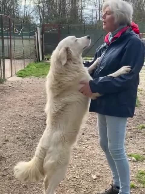 Meticcio cani in regalo: IL DOLCISSIMO E BELLISSIMO OSLO a Città metropolitana di Roma Capitale - Video 3