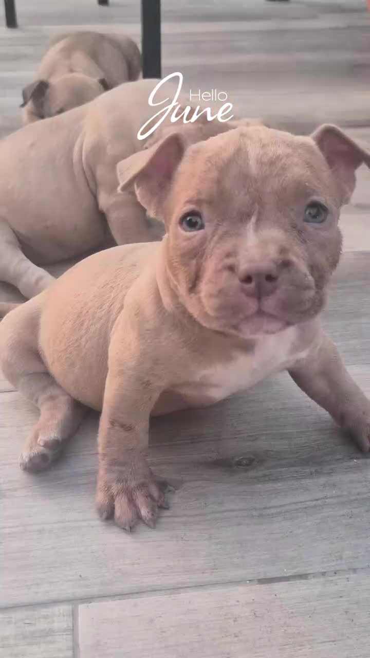 American Bully cani in vendita: American bully POCKET - Video 1